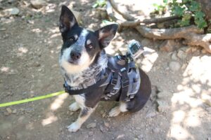 Best Dog Camera